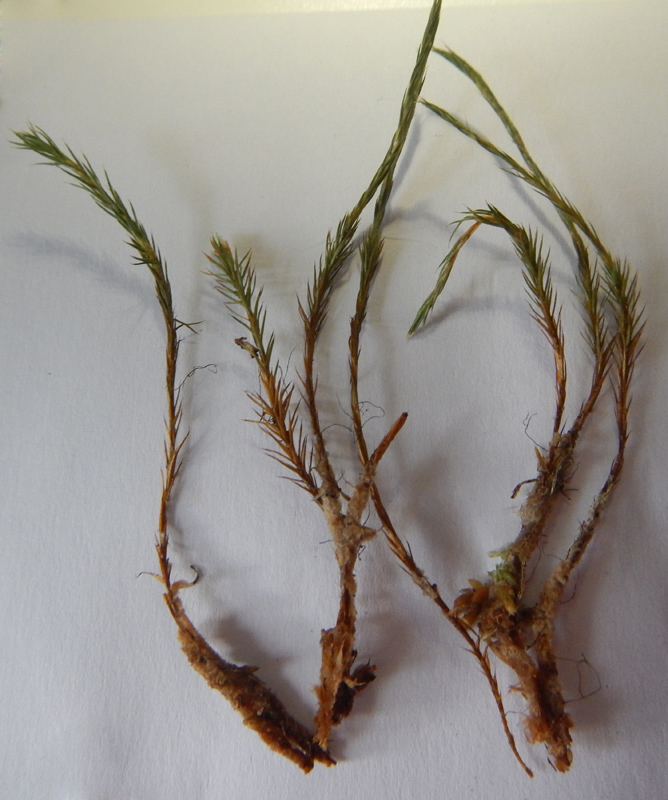 Polytrichum strictum